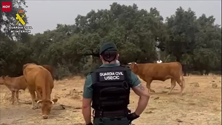 La Guardia Civil acompaña a los ganaderos de Gargantilla para que alimenten a los animales