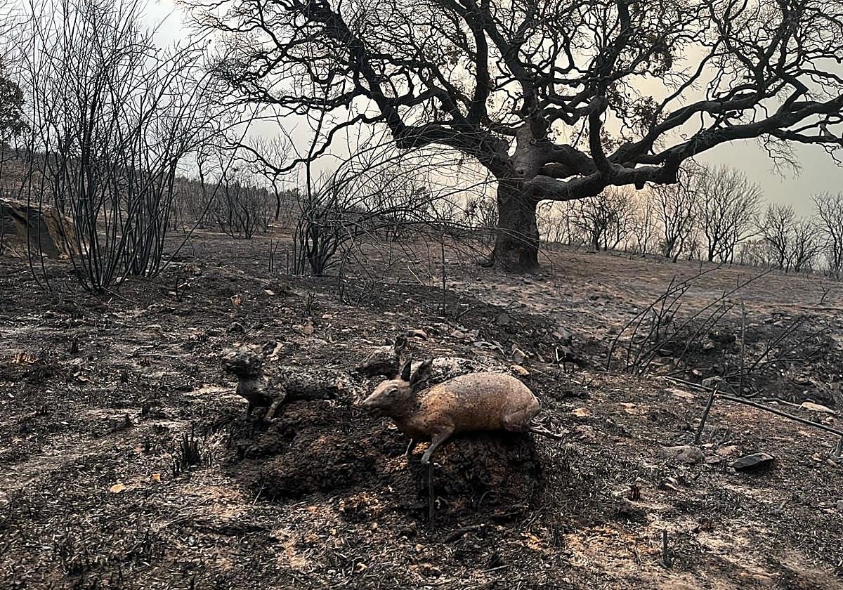 Los cazadores extremeños invierten más de 8,5 millones de euros anuales en la prevención de incendios forestales