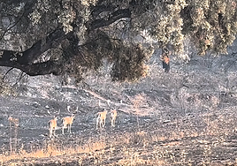 Afectados por los incendios en Alburquerque exponen su desesperación a la Junta de Extremadura