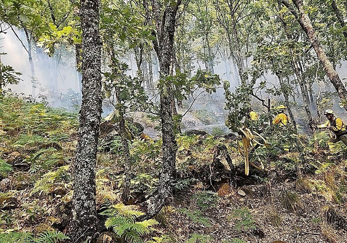 Bomberos de Murcia desplazados a Extremadura trabajaban ayer en el incendio de Jarilla.