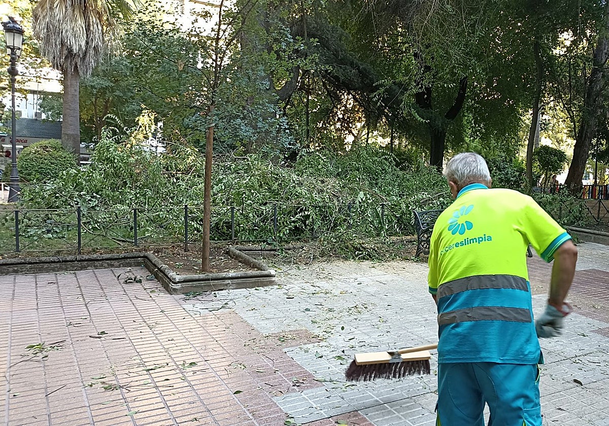 Un operario amontona parte de las hojas desprendidas tras el desprendimiento y la poda.