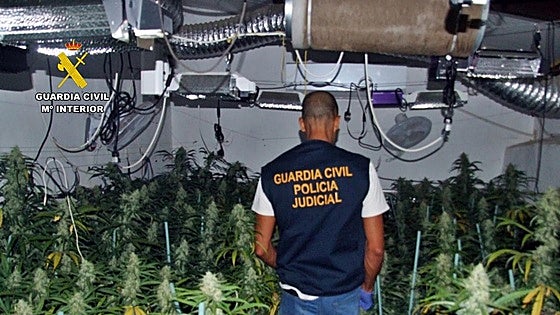 Detenido por cultivar 219 plantas de marihuana en su vivienda de Villagarcía de la Torre