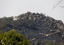 Árboles quemados por el incendio de Jarilla.