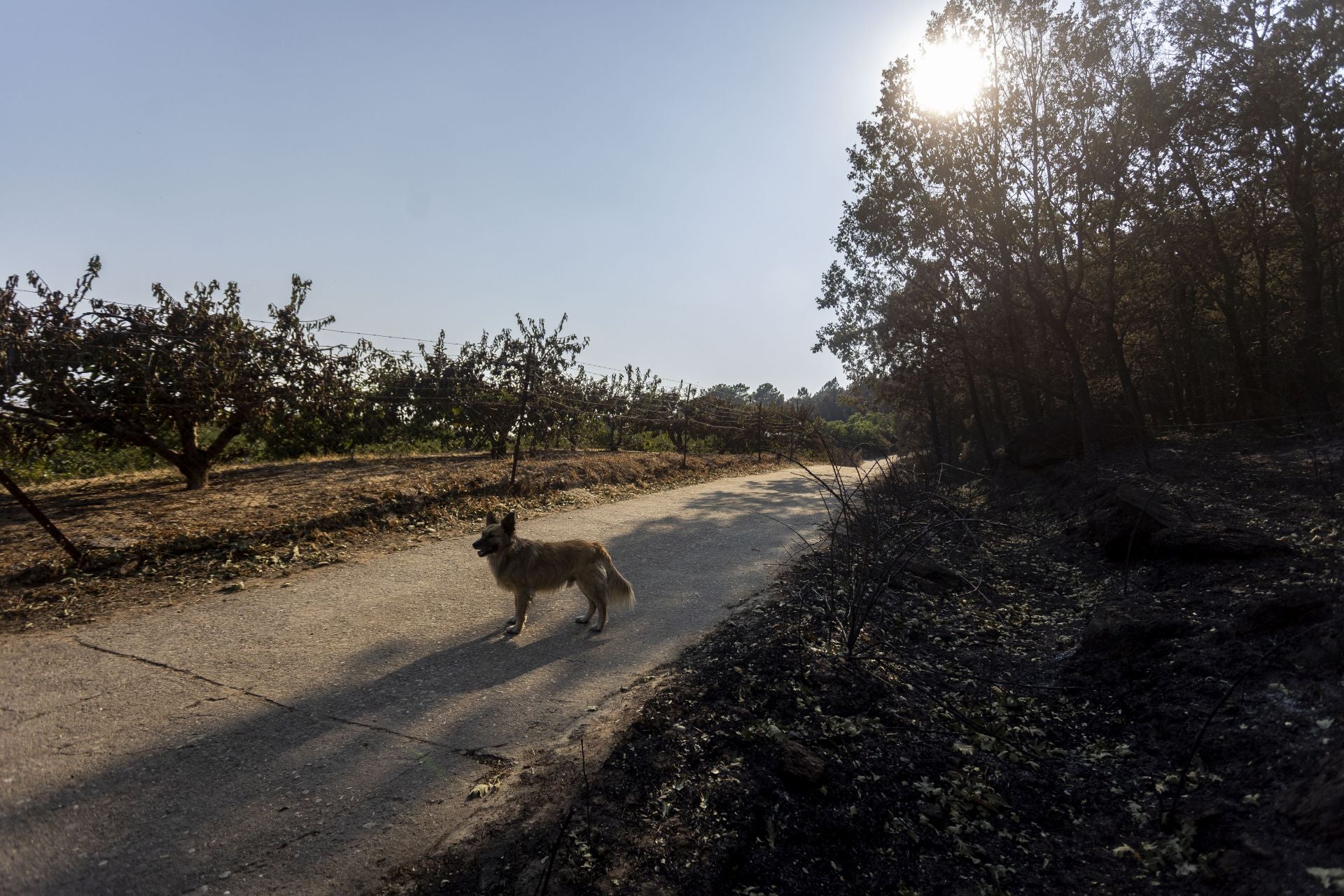 Fotos | Así han quedado los cerezos calcinados por el incendio de Jarilla