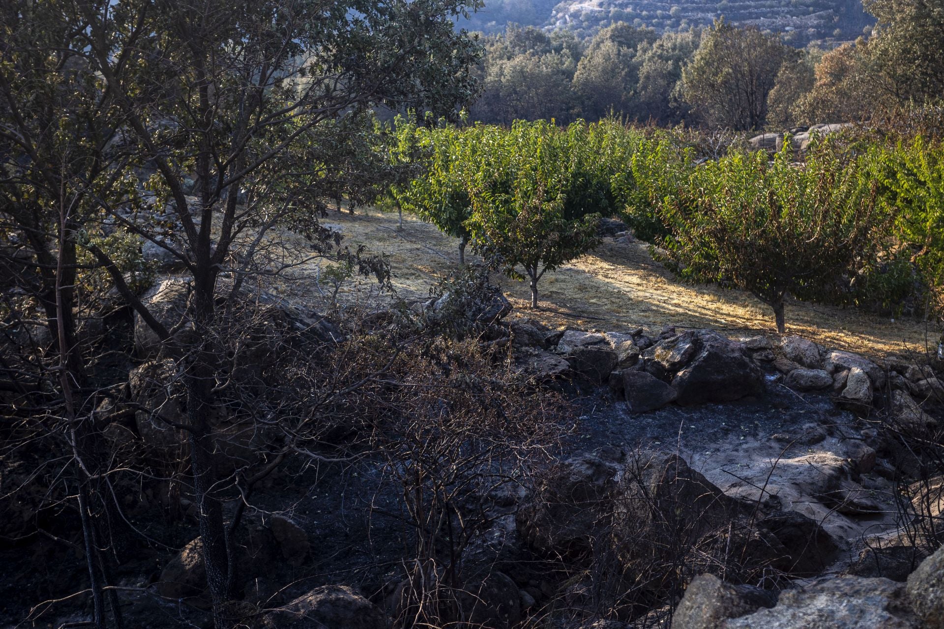Fotos | Así han quedado los cerezos calcinados por el incendio de Jarilla