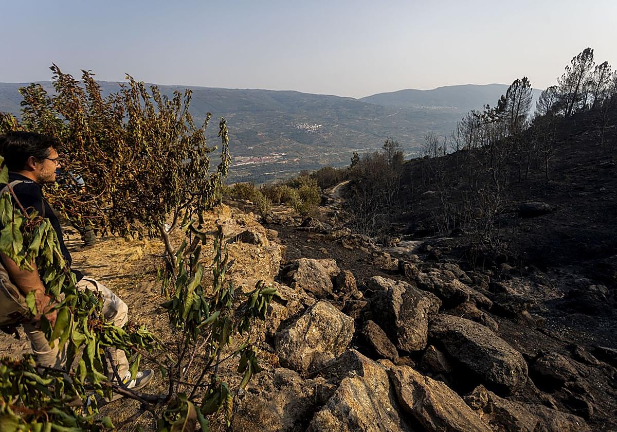 Fotos | Así han quedado los cerezos calcinados por el incendio de Jarilla