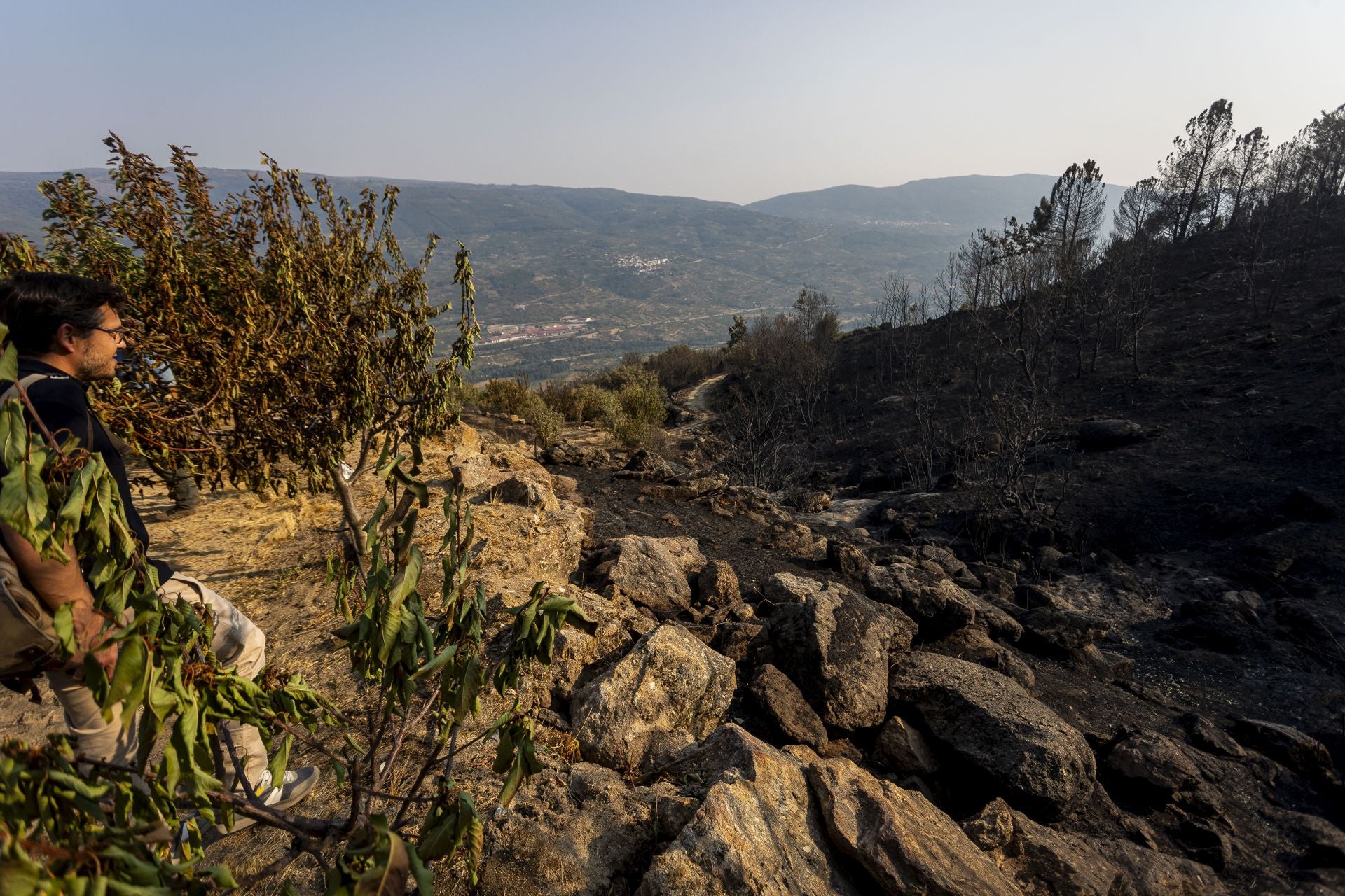 Fotos | Así han quedado los cerezos calcinados por el incendio de Jarilla