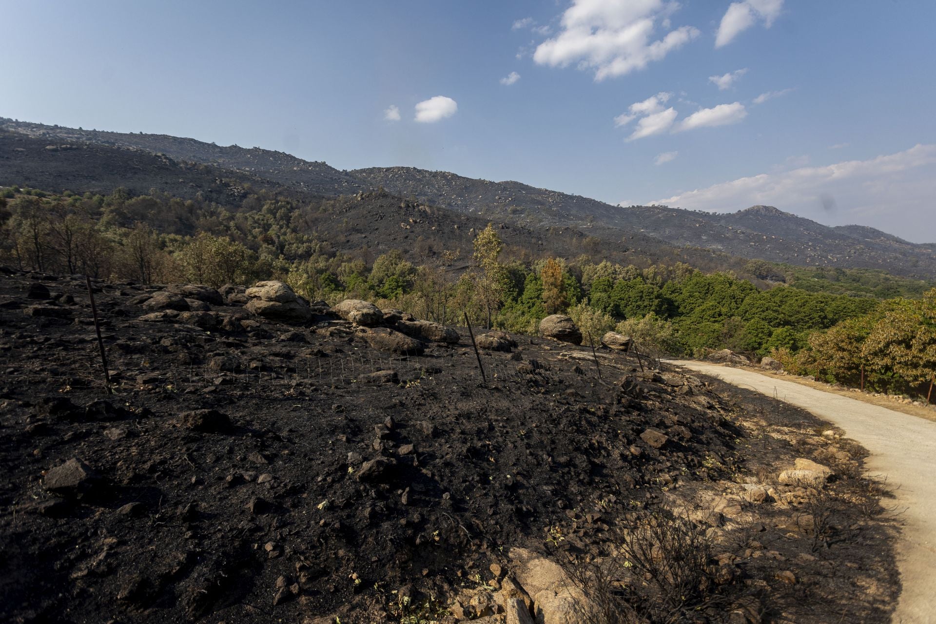 Fotos | Así han quedado los cerezos calcinados por el incendio de Jarilla