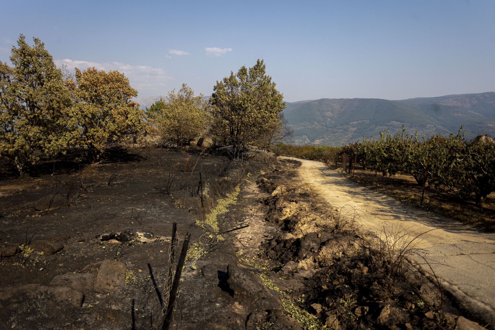 Fotos | Así han quedado los cerezos calcinados por el incendio de Jarilla