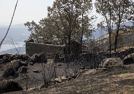 Zona afectada por el incendio de Jarilla.