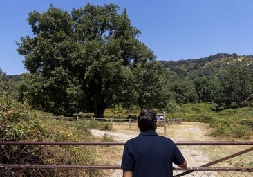 El árbol más armonioso de Extremadura se salva de las llamas