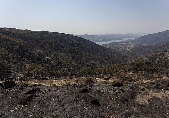Zona arrasada por el incendio de Jarilla.