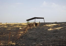 Terrenos arrasados por el incendio de Casar de Cáceres.