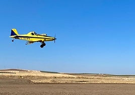 La Junta inicia este lunes el tratamiento fitosanitario para el control de la pudenta del arroz
