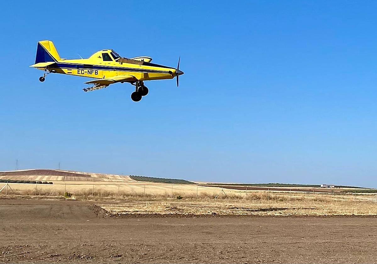 La Junta inicia este lunes el tratamiento fitosanitario para el control de la pudenta del arroz