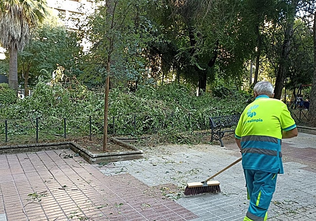 Caída de ramas de un olmo el pasado viernes en Cánovas.