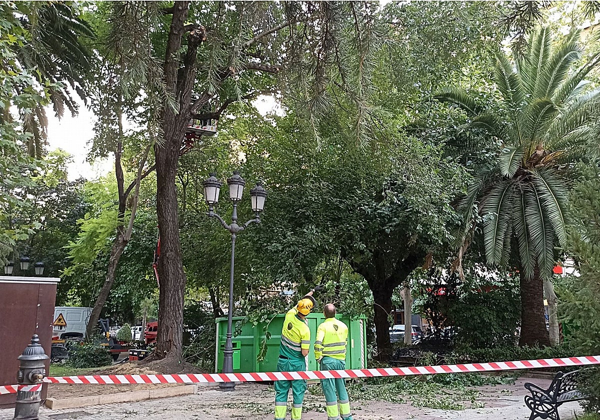 Poda preventiva en el jardín del Paseo de Cánovas para evitar nuevas caídas en árboles afectados por estrés térmico.