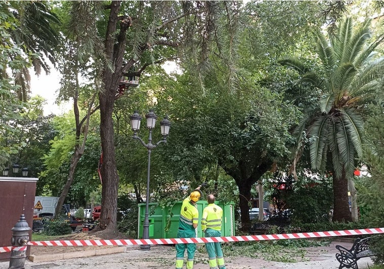 Podan ramas en las zonas verdes de Cáceres ante el riesgo de más caídas por estrés térmico