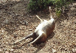 El cuerpo del animal abandonado tras quitarle la cabeza.