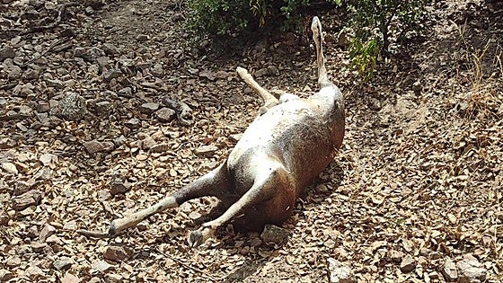 Investigan a dos vecinos de Azuaga por la caza furtiva de muflones en una finca de Monterrubio de la Serena