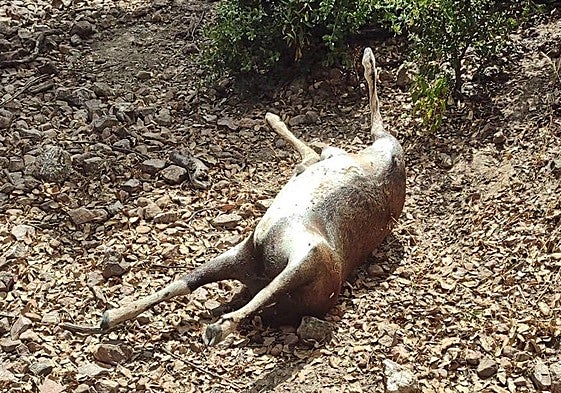 El cuerpo del animal abandonado tras quitarle la cabeza.