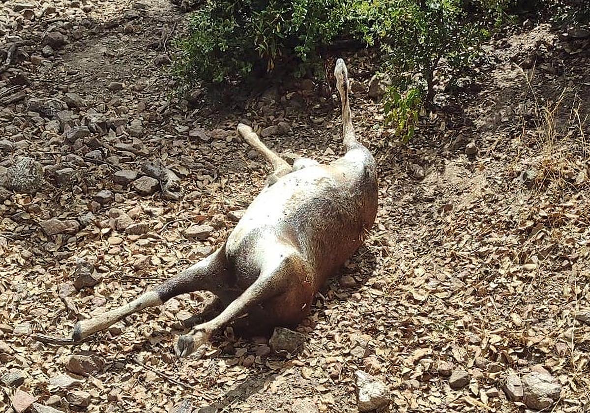 El cuerpo del animal abandonado tras quitarle la cabeza.