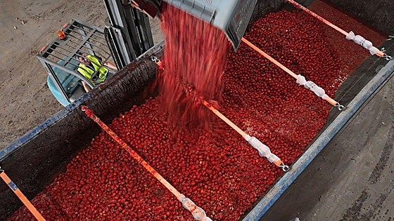 La Tomatina de Buñol lanza 120 toneladas de tomate cultivado en Extremadura