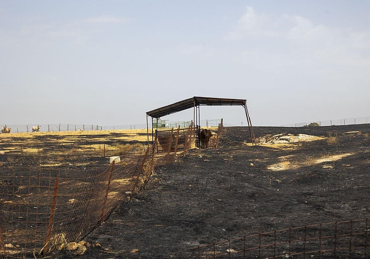 Superficie quemada por el incendio registrado en Casar de Cáceres.