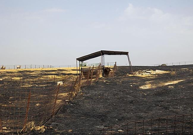 Explotación ganadera afectada por el fuego de Casar de Cáceres.