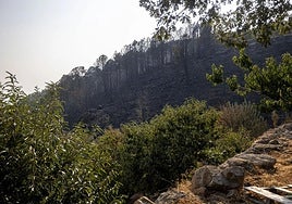 Monte quemado por el incendio de Jarilla.