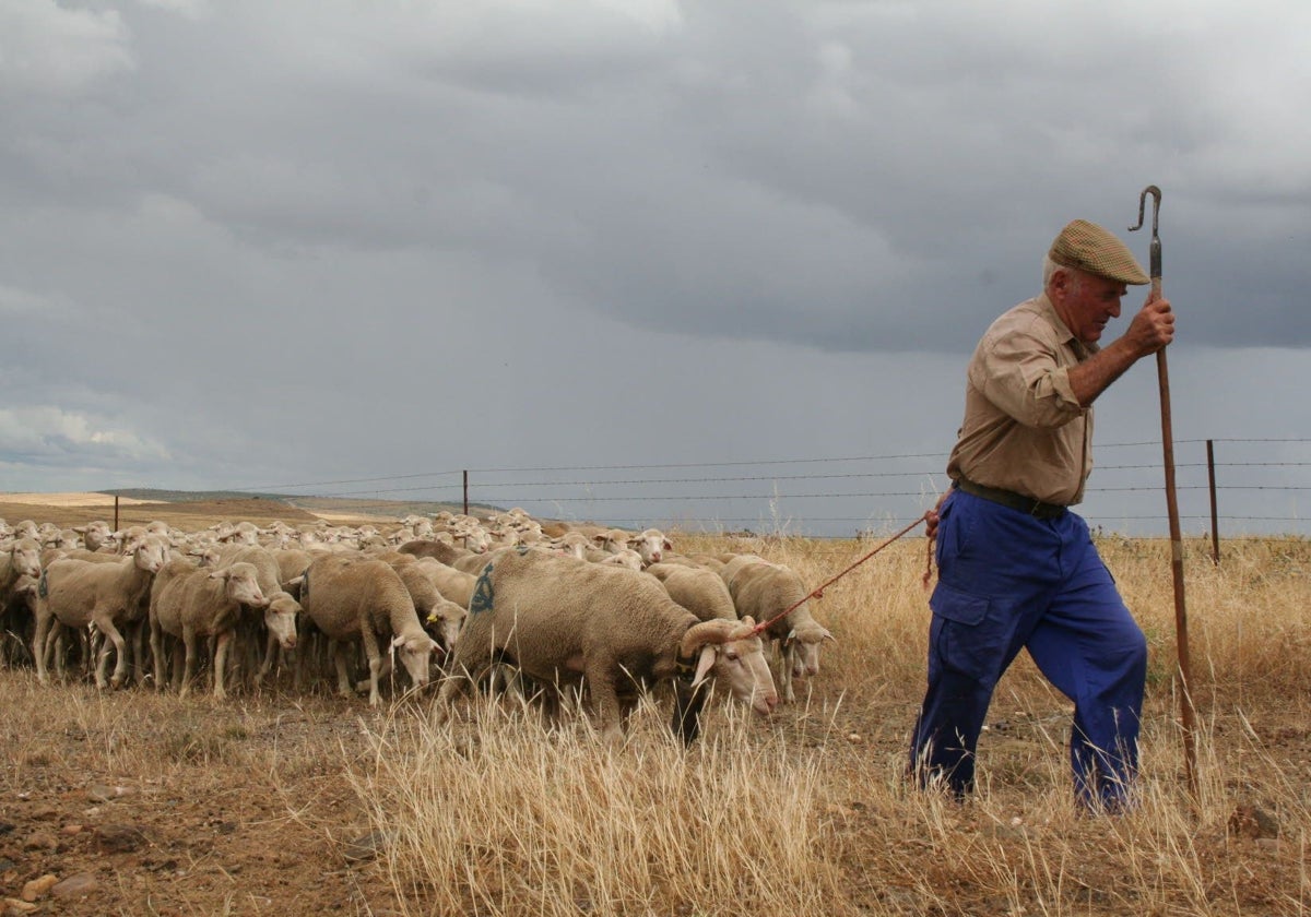 De los rebaños municipales al proyecto mosaico y el 'helimunching' para combatir el fuego en Extremadura