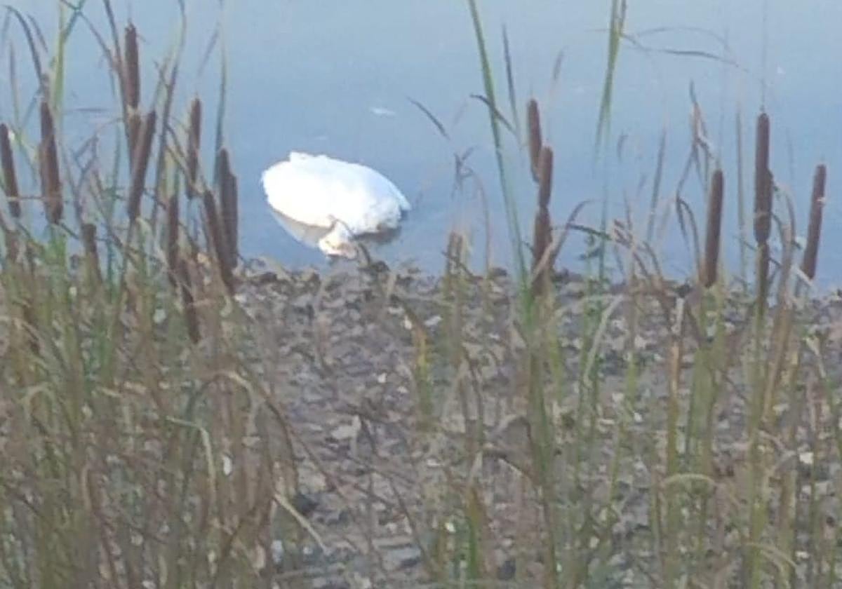 Detectado un nuevo caso de gripe aviar en un ave silvestre en Guareña