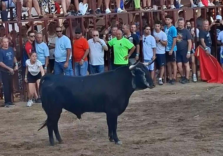 Cogida del novillo a un maletilla cuando se colocó de rodillas para torearlo