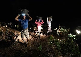 Vendimiando en Tierra de Barros antes de que salga el sol para evitar las altas temperaturas.