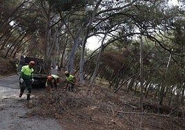 Operarios limpiando un monte.