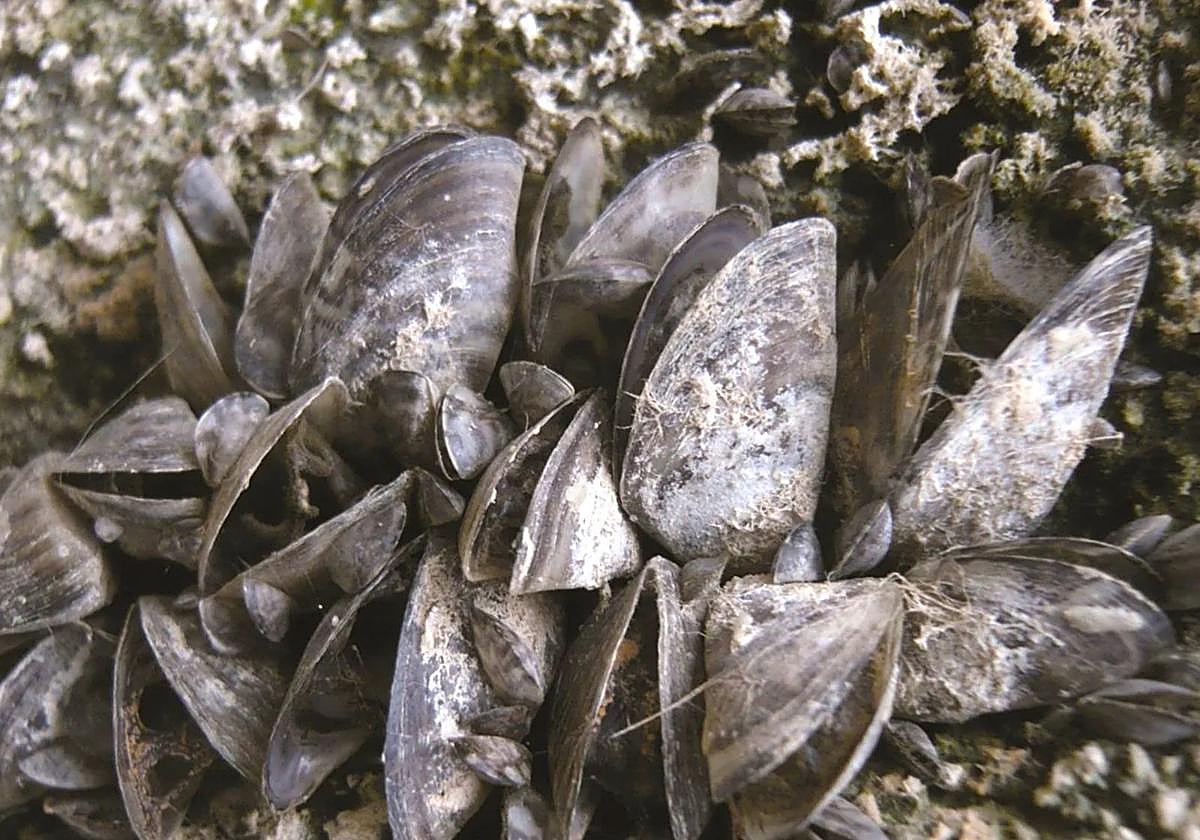 Ejemplares de mejillón cebra.