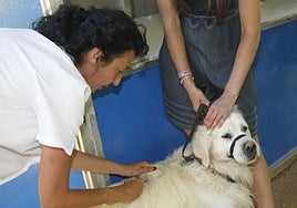 Imagen de archivo de la vacunación de un perro.