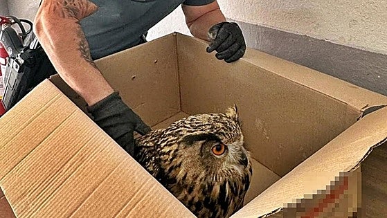 La Guardia Civil rescata un búho real herido y desorientado en Puebla de Alcocer