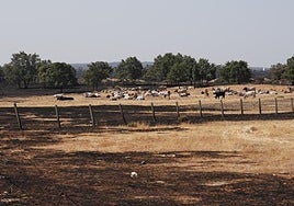 Un pasto calcinado en León, que casi no ardió en la zona más pisada por las vacas.