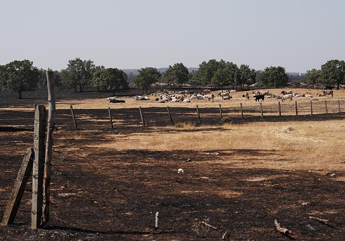 Un pasto calcinado en León, que casi no ardió en la zona más pisada por las vacas.