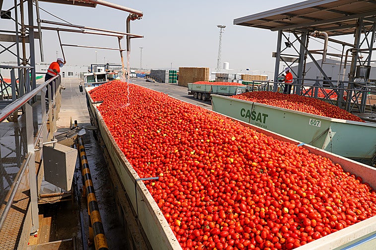 La producción mundial de tomate también caerá, según las previsiones