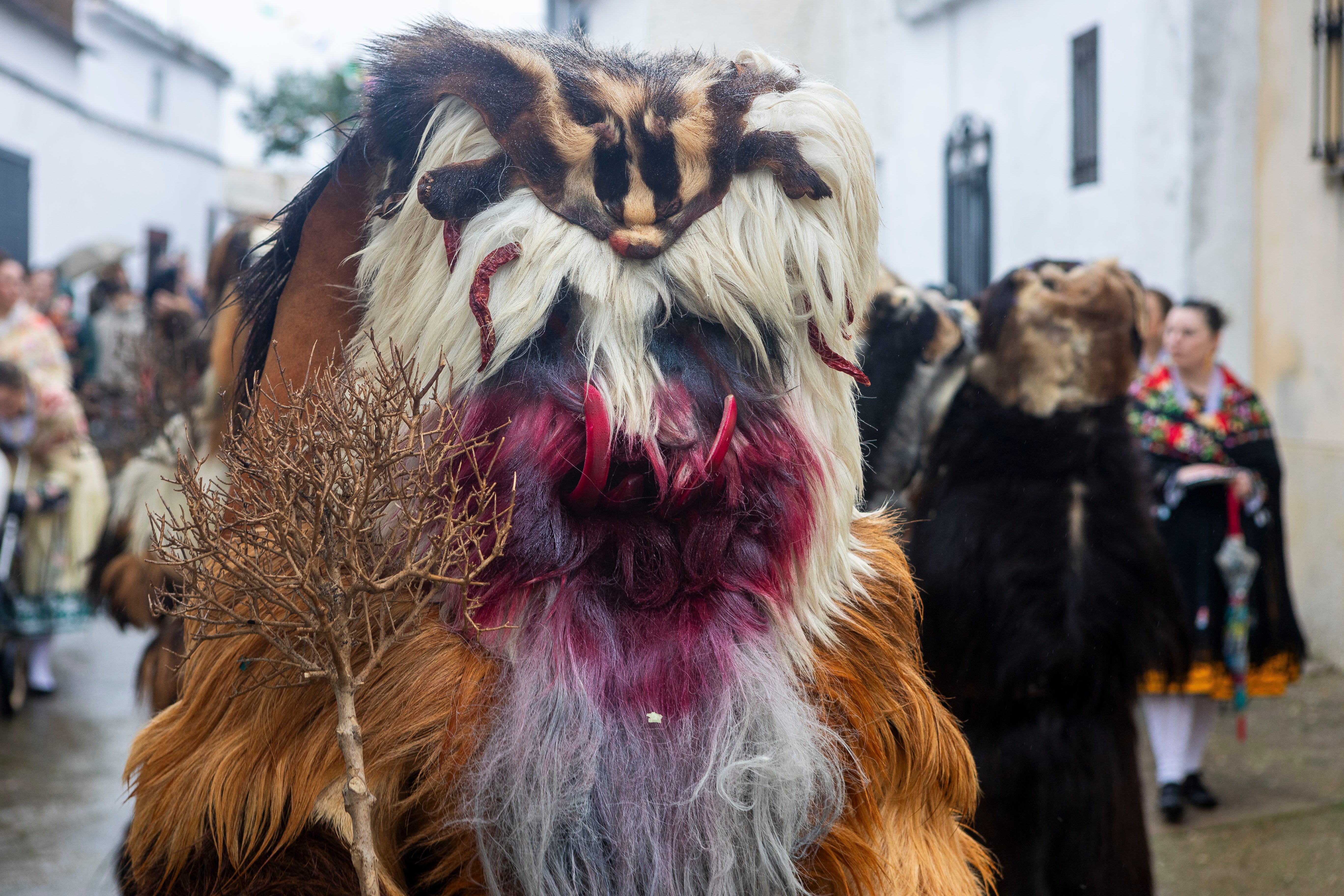 ¿Cómo se llama el peculiar desfile que se organiza en Acehúche en honor al patrón San Sebastián?