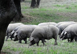 Cochinos en una dehesa extremeña