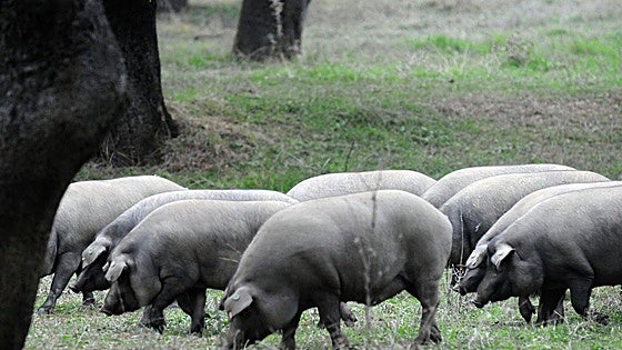 Extremadura esquiva parcialmente los aranceles chinos a la carne de cerdo