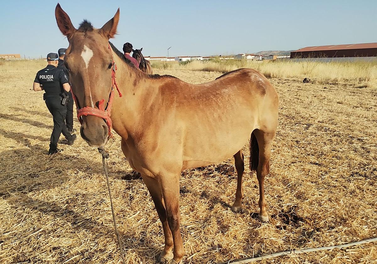 Los agentes de la Policía Local, con los caballos intervenidos.