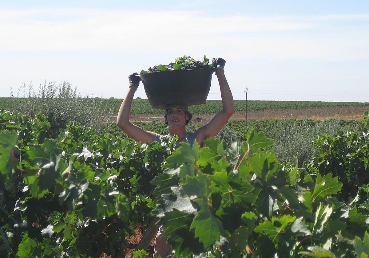 Una trabajadora durante la vendimia.