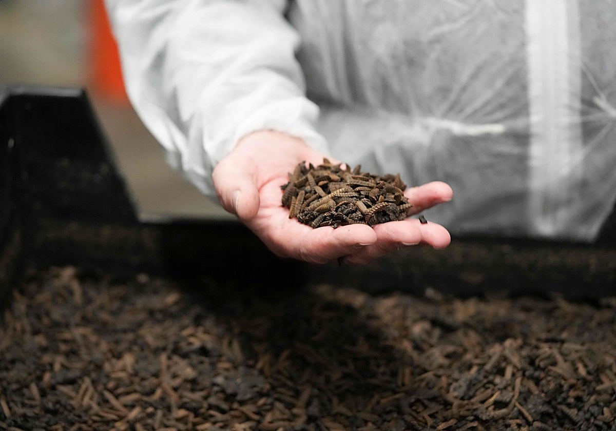 Granja de gusanos, los cuales se usan como aporte de proteínas en piensos para animales y en otros países para consumo humano.