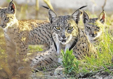 El fin de los programas Life amenaza el medio natural en la región