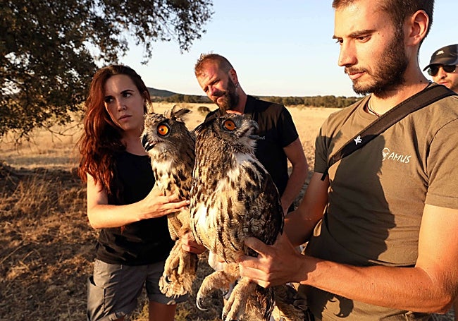 Suelta de rapaces para devolverlas a su hábitat.
