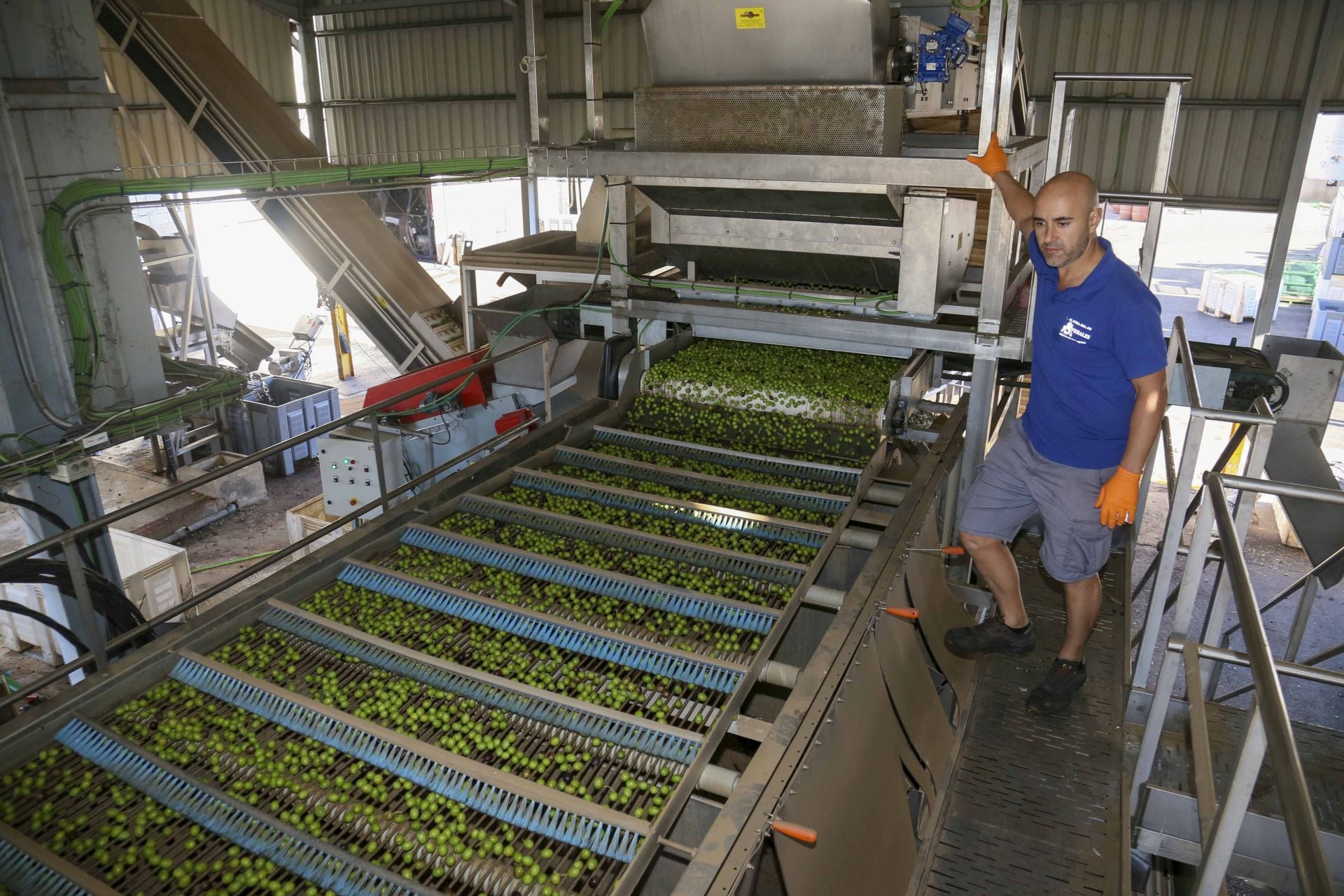 Procesado de la aceituna de mesa.